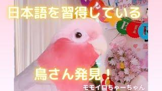 日本語を習得している鳥さんみっけ️完璧な受け答えモモイロちゃーちゃん24歳  #喋る鳥 #ピンクの鳥 #日本語