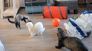 ferret playtime!