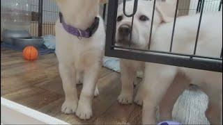 The Great Puppy Escape! Sneaky Labrador Puppies Unlock their Playroom Gate #puppy #labrador