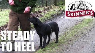 Gundog training tips - Steady to heel