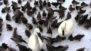 Feeding Swans, Geese, Ducks, Pigeons & Seagulls on ice