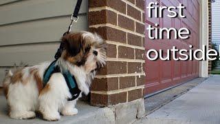 SHIH TZU PUPPY FIRST TIME GOING OUTSIDE!!