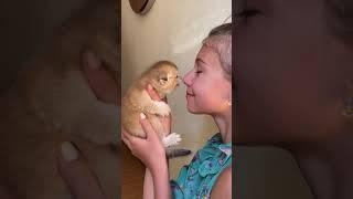 Cute kitten playing with Girl  So many cute kittens videos compilation #Shorts