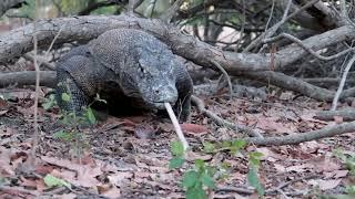 The World’s Hidden Nirvana | Taman Nasional Komodo