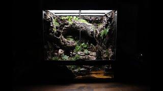 'Biotope On Dead Tree Trunk' Crested Gecko VIVARIUM | 죽은 나무 위의 비오톱 크레스티드 게코 비바리움