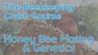 Honey Bee Mating And Genetics - Biology Part 2 - Beekeeping Crash Course