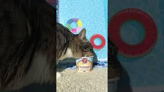 Lustige Haustiere | Cat Videos 2022 ! #short 38