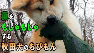 藻をもしゃもしゃする秋田犬のちびもん【ちびしゃもん】