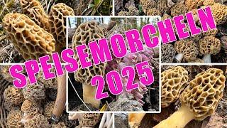 The first morels of 2025 | When will it start? Where do morels grow? They might be mistaken for t...