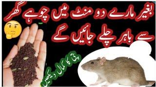 Quick rat killer by Anokhe jugaad | Rat killer | rat trap | rat poision | hommade rat killer