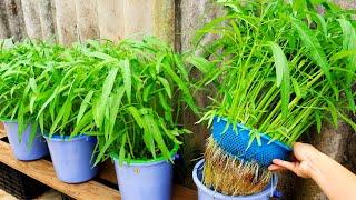 - TIMELAPSE: Useful Tips & Tricks Gardening Plant Vegetables on Balcony for Beginners