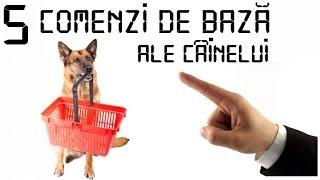 5 COMENZI DE BAZA ALE CAINELUI