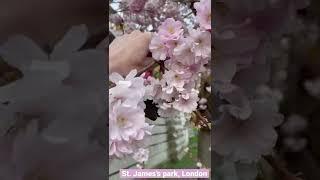 Лондон весной/ Лондон парки/ Цветение сакуры  в Англии/ Жизнь в Лондоне март 2022 #shorts #london