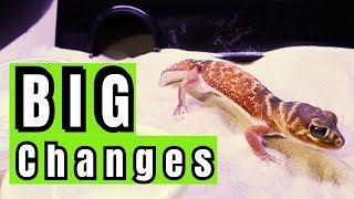 HUGE changes to Save us Time & Money in our Reptile Facility  