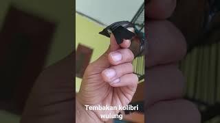 kolibri wulung gacor nembak || burung kolibri wulung