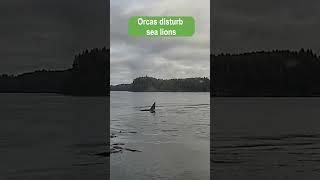 Orcas Disturb Sea Lions