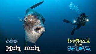 Mola mola: Legend of the Deep [4K] | Indonesia from Below (S01E12) | SZtv