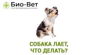 Собака лает, что делать?