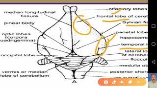 Rabbit Nervous System - Structure and functions of Brain