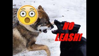 A Plea: Obey Leash Laws!