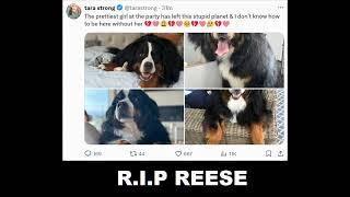 R.I.P Reese (Tara Strong's Dog)