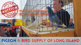 The Best [PIGEON Auction] -  Long Island, NY