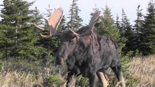 Cape Breton Moose Hunt 2015....5 yards from camera man!!!