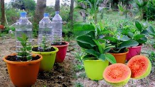 Smart Way Grafting  Guava Tree Use Aloe Vera In a plastic container l Agri-education