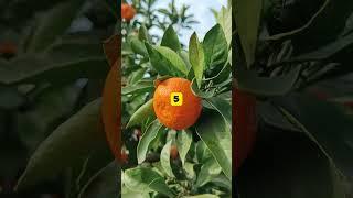 Top 10 Rarest Fruit in the world #Top10 #Rarest #Fruit #world #factoidzs