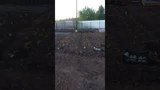 хризантемы начало сезона 2025 #россия #самара #цветы #хризантема