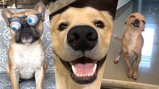 TRY NOT TO LAUGH or SMILE Watching Funny Dogs  Funny Vine Videos (Dogs Edition)