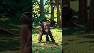 Baby Elephant Dance  #babyelephant #babyanimal #shortvideo