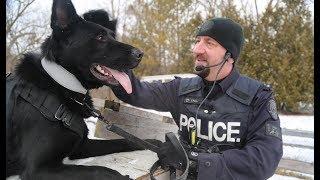 @TorontoPolice Officer Igor Palic & New K-9 Partner 'Aleksa' Mark Their First Day On Duty Together