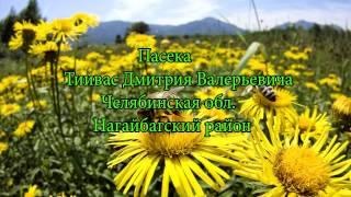 Каркасный улей