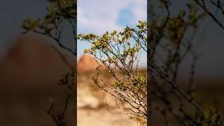 Through the Lens: The Hidden Charms of Terlingua, TX 