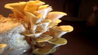 Zitronenseitling -  Pleurotus cornucopiae var. citrinopileatus