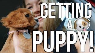 GETTING A PUPPY!!!