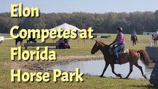 Elon the Mustang competes in Extreme cowboy obstacle racing in Florida