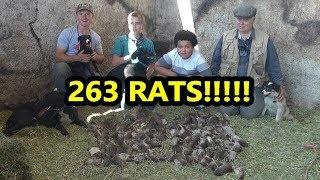 eRATication! RECORD BREAKING Pest Control Job With Dogs!