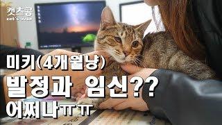 (새끼고양이)생후4개월냥.(임신이면...설마 어쩌죠!!!)