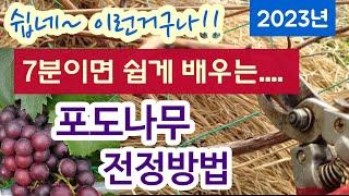 포도나무, 전정시기와 방법 #초보자를 위한 쉬운 설명 #포도나무 가지치기