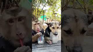 A milk-drinking competition.#shorts #short