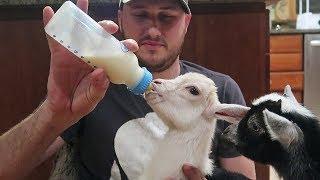 Bottle Feeding Baby Goats