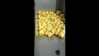 Picking 'Silken' Apples w/ Munckhof 'Pluk-O-Trak'