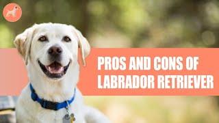 Labrador Retriever: Pros and Cons Of This Unique Breed