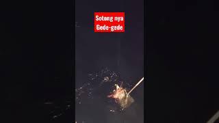 Sotong luar negeri gede-gede #shorts #video #shortsvideo #mancing