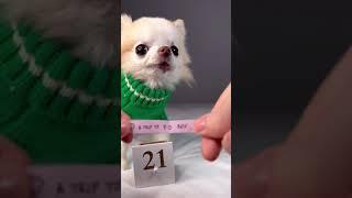 Chihuahua Cedric Opens Advent Calendar | Day 21 #shorts
