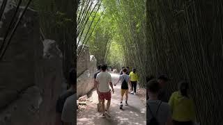In search of Pandas! #kingssingers #ontour #china #panda #pandatime