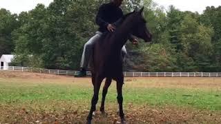 Bareback Riding - No reins - No bridle 