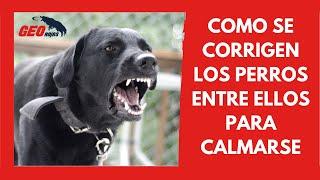 ¿Cómo CORREGIR un PERRO AGRESIVO?  COMO corrige un PERRO ESTABLE